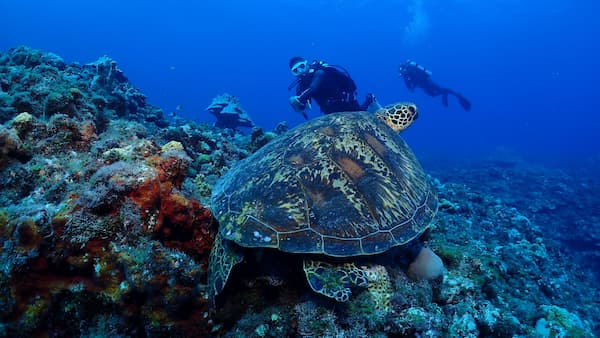 Menganjar Island diving in Java & West Bali