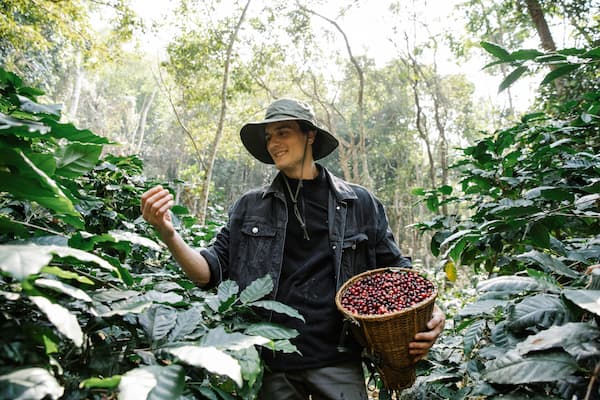 Coffee plantation in Ubud