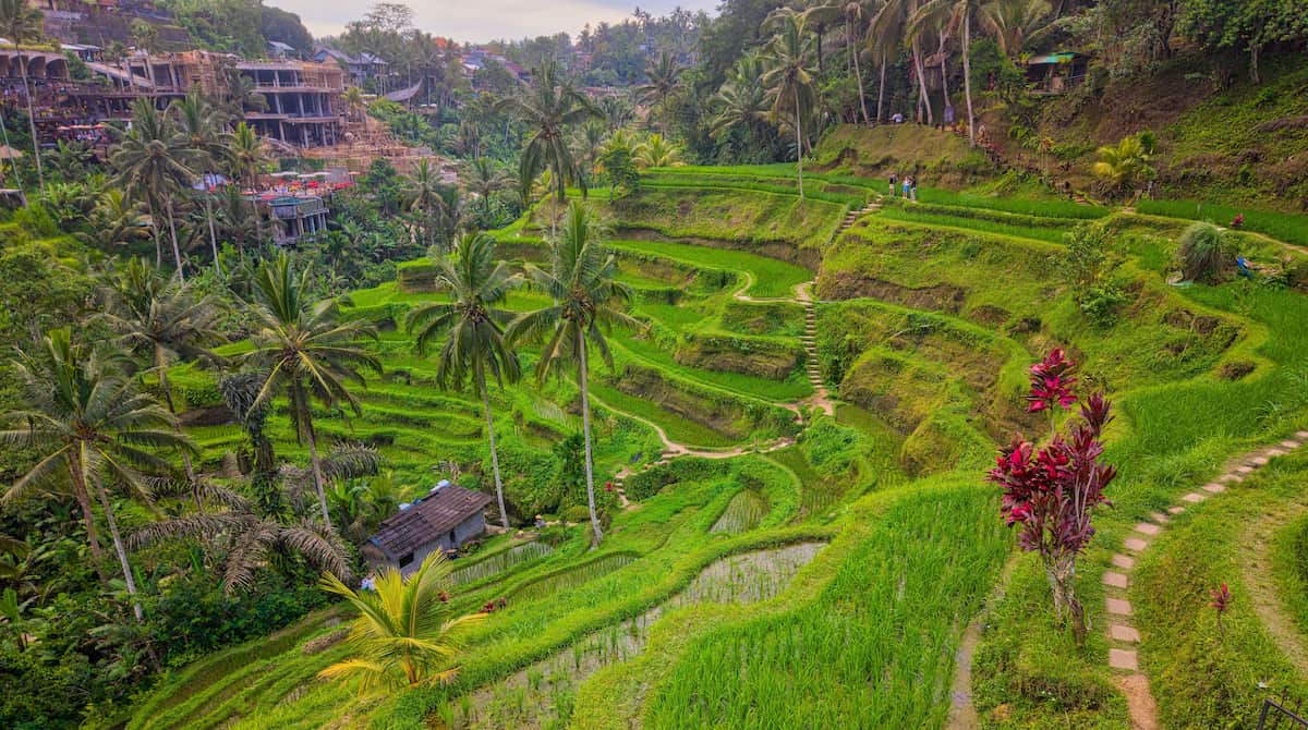 ubud rice terraces background